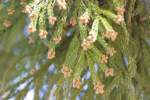 春に外壁塗装工事をしても花粉の影響はないって本当？